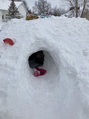Burrowing in the Snow Pile4